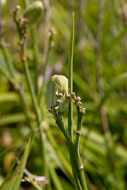 Jardin des Impressionnistes-117